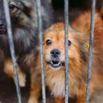 Buscan sanciones más severas contra el maltrato animal