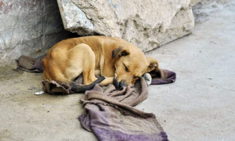 perros-callejeros-777x437-1160x700