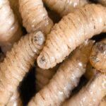 gusano-barrenador-27112024