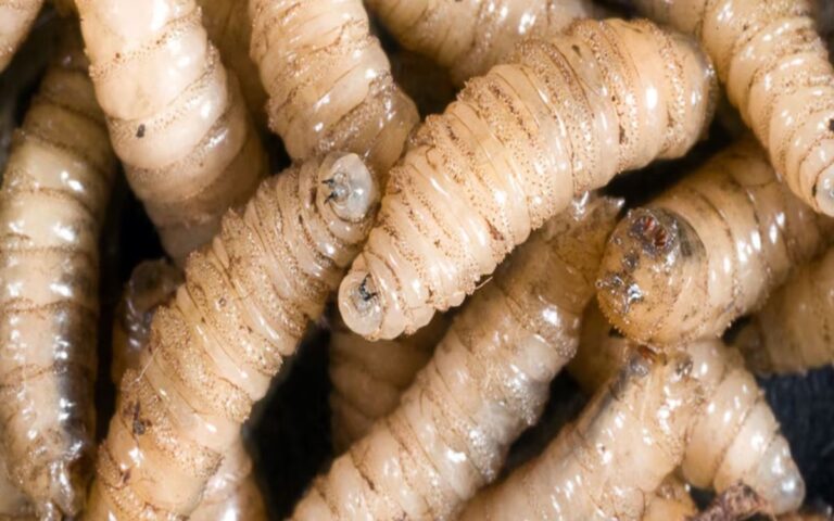 gusano-barrenador-27112024