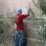 templo de El Saucito