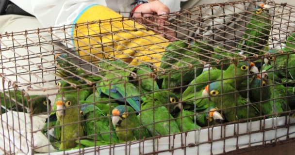 Redes sociales, el nuevo mercado ilegal de fauna en SLP