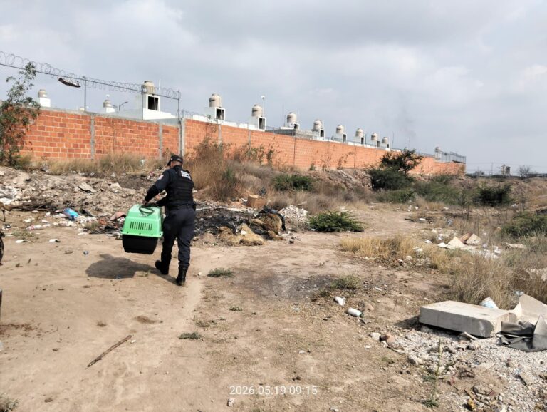 Rescatan a tres perros en condiciones críticas en Los Magueyes