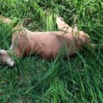 puma muerto Xilitla