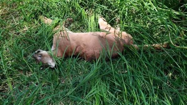 puma muerto Xilitla