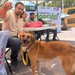 Huellitas sin hogar encuentran una segunda oportunidad en Villa de Pozos