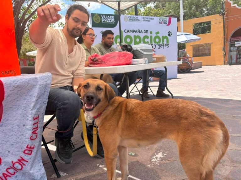 Huellitas sin hogar encuentran una segunda oportunidad en Villa de Pozos