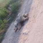 Piden investigar presunto maltrato animal en Los Magueyes
